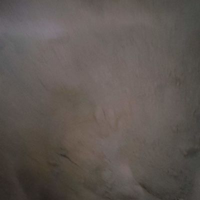 Еда крови порошка корма для животных клетки крови утки для порошка протеина питания птицы