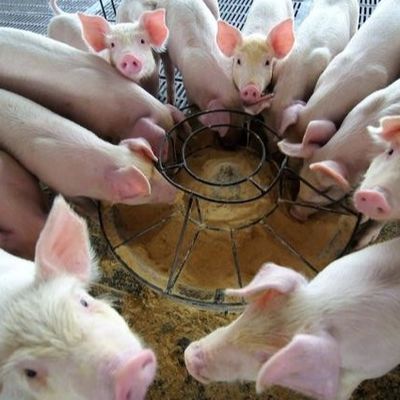 Сухое зерно порошка гемоглобина добавок корма для животных порошка 25kg/Bag