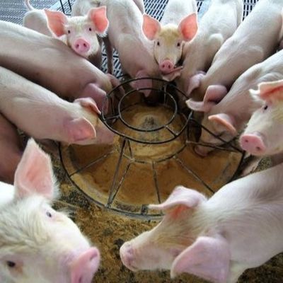 Порошок протеина плазмы утки новый Н тип добавки питания поднимая в последние годы, которая как высококачественное