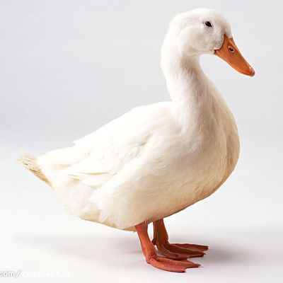 Порошка гемоглобина еды крови протеин краснокоричневого незрелый пудрит 80% незрелое