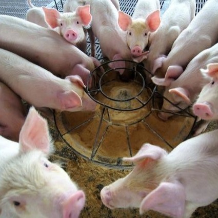 Сухое зерно порошка гемоглобина добавок корма для животных порошка 25kg/Bag